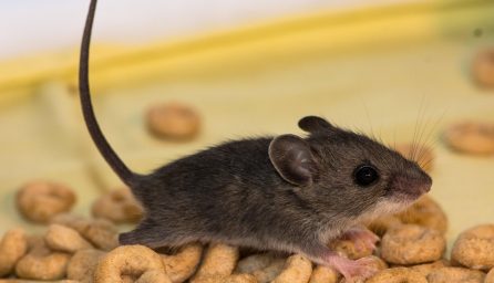 How to Get Rid of Mice the Fastest