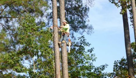 What is the Average Cost for a Tree Removal Near Me?